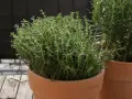Frischer Thymian im Topf, bereit für die getrockneter Thymian Verwendung in der Küche. Daneben ein Rosmarinstrauch.