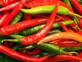 Ein Haufen bunter Chilis, rot, grün und orange. Diese peperoni sind scharf und bereit für die Küche.