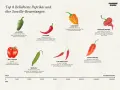 Die Grafik zeigt 8 Paprikasorten von mild bis extrem scharf. Der Jalapeño ist mild, aber ist peperoni scharf genug für Salsas.