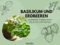 Basilikum und Erdbeeren: Ein perfektes Paar! Erfahren Sie, was gut zu Basilikum passt und wie diese Pflanzen harmonieren.