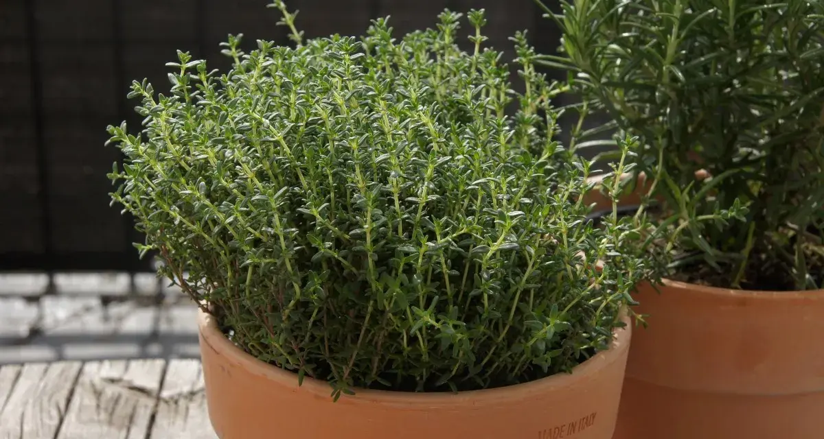 Frischer Thymian im Topf, bereit für die getrockneter Thymian Verwendung in der Küche. Daneben ein Rosmarinstrauch.