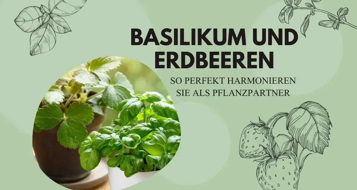 Basilikum und Erdbeeren: Ein perfektes Paar! Erfahren Sie, was gut zu Basilikum passt und wie diese Pflanzen harmonieren.