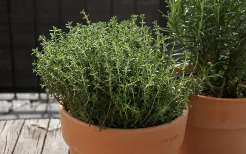 Frischer Thymian im Topf, bereit für die getrockneter Thymian Verwendung in der Küche. Daneben ein Rosmarinstrauch.