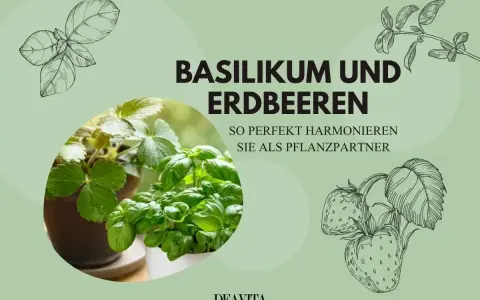 Basilikum und Erdbeeren: Ein perfektes Paar! Erfahren Sie, was gut zu Basilikum passt und wie diese Pflanzen harmonieren.