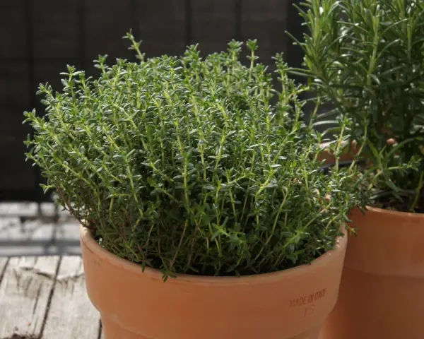 Frischer Thymian im Topf, bereit für die getrockneter Thymian Verwendung in der Küche. Daneben ein Rosmarinstrauch.