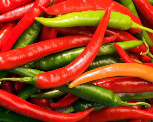 Ein Haufen bunter Chilis, rot, grün und orange. Diese peperoni sind scharf und bereit für die Küche.