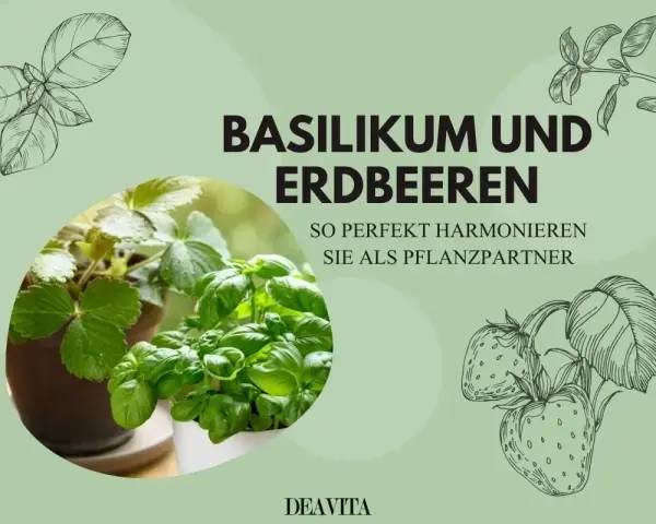 Basilikum und Erdbeeren: Ein perfektes Paar! Erfahren Sie, was gut zu Basilikum passt und wie diese Pflanzen harmonieren.