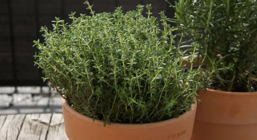 Frischer Thymian im Topf, bereit für die getrockneter Thymian Verwendung in der Küche. Daneben ein Rosmarinstrauch.