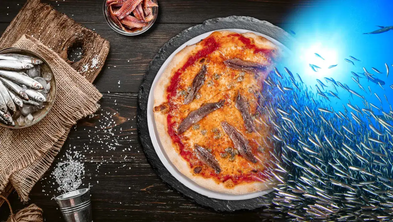 Pizza mit Sardellen, frische Sardinen und ein Schwarm Fische im Meer &ndash; so entstehen die leckeren Sardellen.